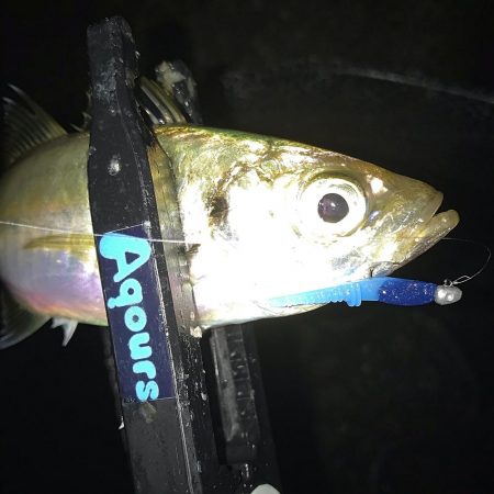 雨降りアジング！