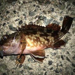 シーバス釣れた！