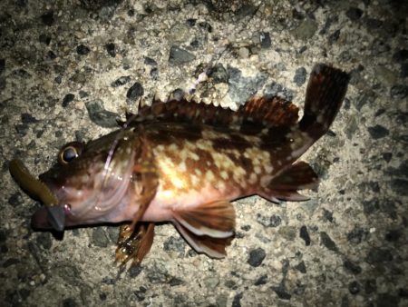 シーバス釣れた！