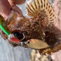 ロックフィッシュ大量