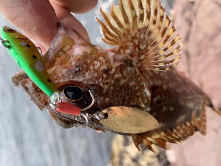 ロックフィッシュ大量