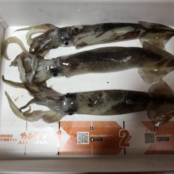 イカメタル バチコン釣行