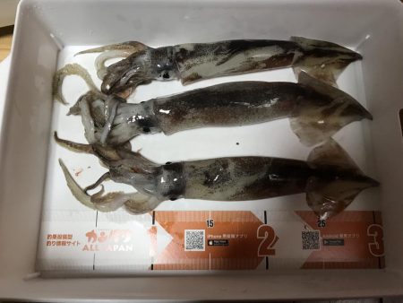 イカメタル バチコン釣行