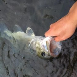 安物S字系で夕マヅメ