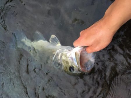 安物S字系で夕マヅメ