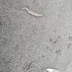 キス不調・・・？