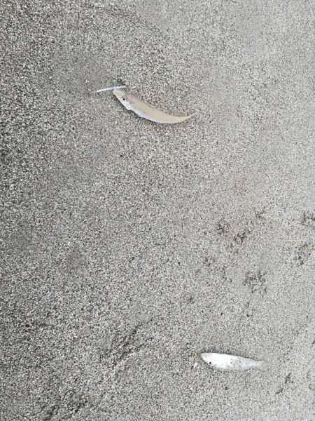 キス不調・・・？