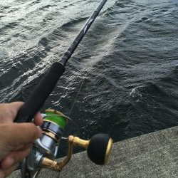 サゴシのベイトはセットアッパー