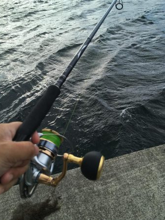 サゴシのベイトはセットアッパー