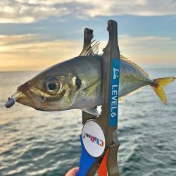 潮飛びアジング！