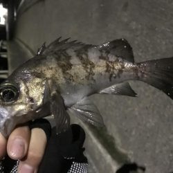 エギング アジング