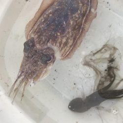 雨降る前にエギング