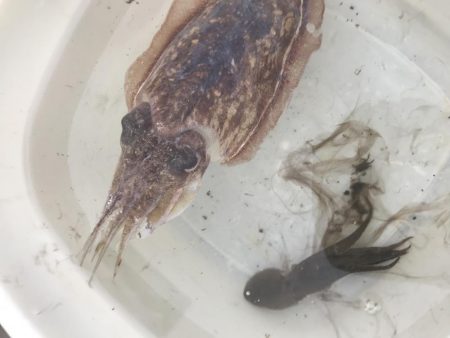 雨降る前にエギング