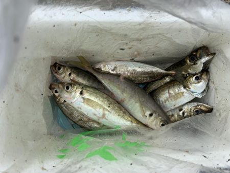 アジ、溜まってます！