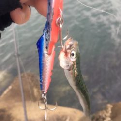 和歌山太刀魚シーズン好調