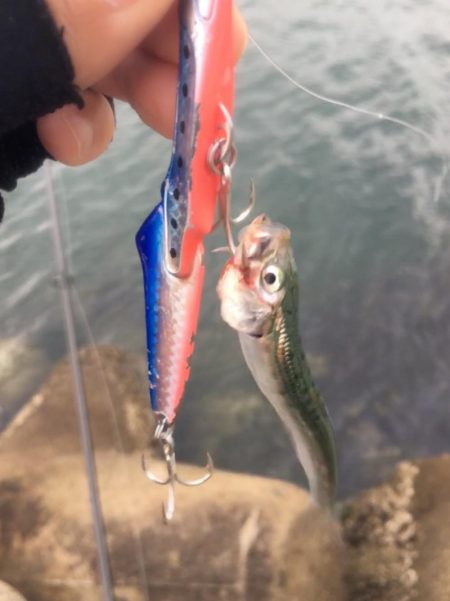 和歌山太刀魚シーズン好調