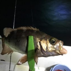 イカメタル バチコン