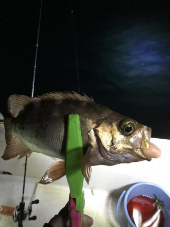 イカメタル バチコン