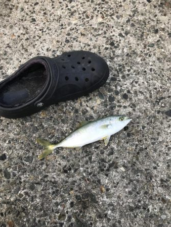 モジャ公とゆかいな仲間たち