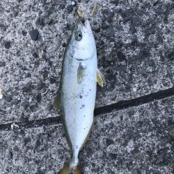 ツバス湧いてます