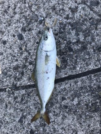 ツバス湧いてます