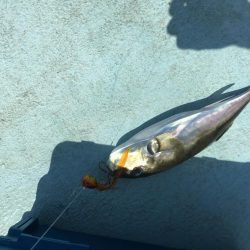 牟岐沖でルアーゲーム