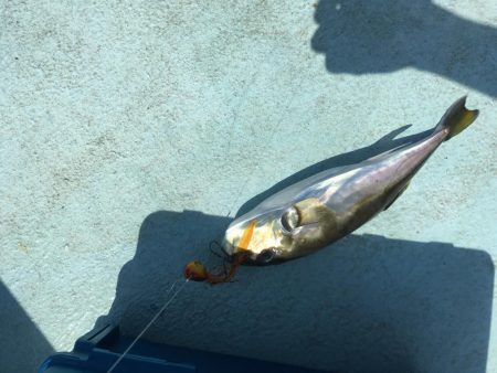 牟岐沖でルアーゲーム