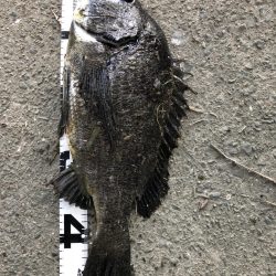 イチノ兄弟、釣果！