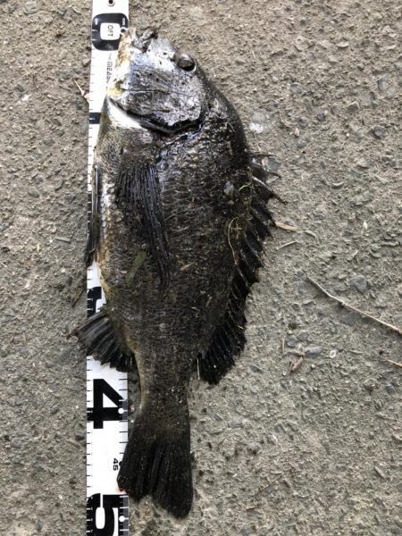 イチノ兄弟、釣果！