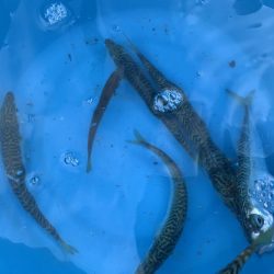 モンゴウイカ、回遊魚