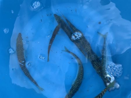 モンゴウイカ、回遊魚