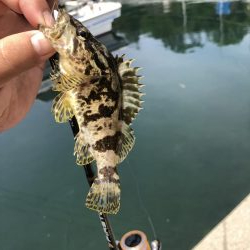 伊吹島でライトゲーム