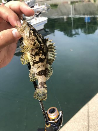 伊吹島でライトゲーム