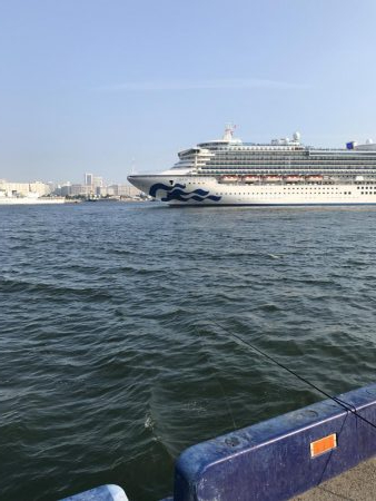 神戸港ツバス・モジャコ