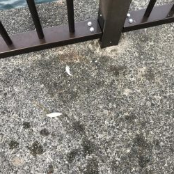 豆アジの季節 おせんの季節