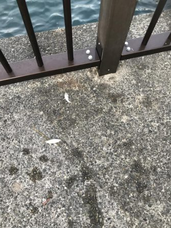 豆アジの季節 おせんの季節