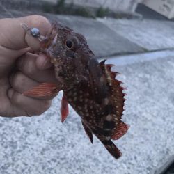 とりあえず青物…。