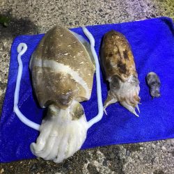 モンゴウイカ1.４キロ