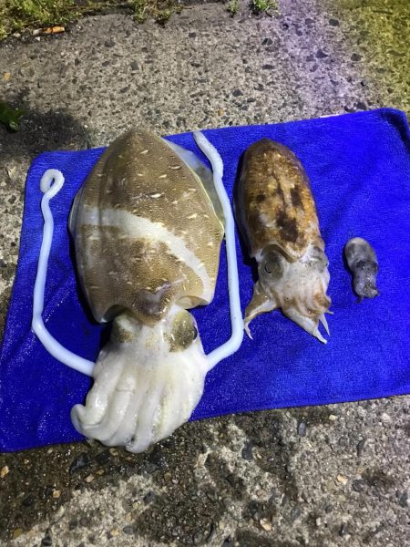 モンゴウイカ1.４キロ