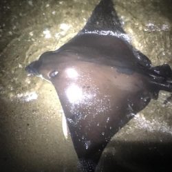 南風がややつよし