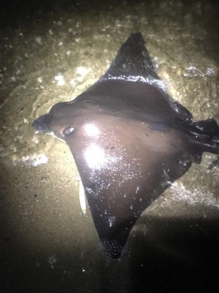 南風がややつよし