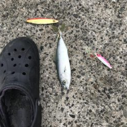 カラバリでモジャ公