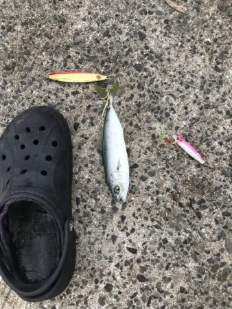 カラバリでモジャ公