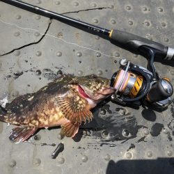 ショアジギとライトゲーム