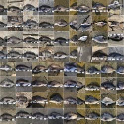 イチノ兄弟、釣果！