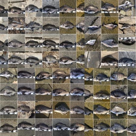 イチノ兄弟、釣果！