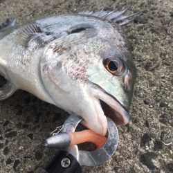 南西風と濁りが吉