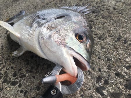 南西風と濁りが吉