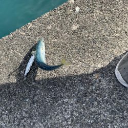 雨上がりライトショアジギング