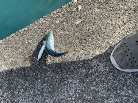 雨上がりライトショアジギング